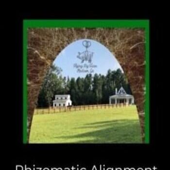 OHC in Action: Rhizomatic Alignment By John Overdurf